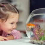 Как правильно ухаживать за аквариумом