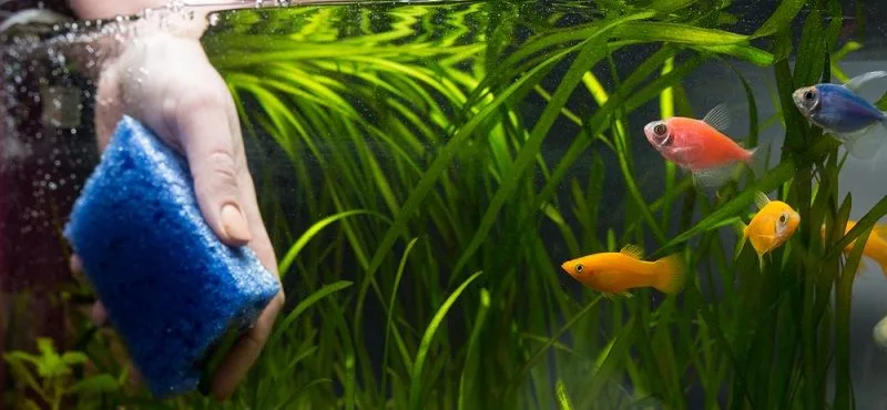 Как правильно ухаживать за аквариумом в домашних условиях