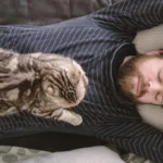 До чого сниться кіт чи кішка уві сні