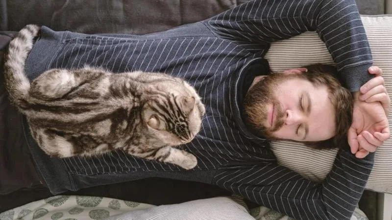 До чого сниться кіт чи кішка уві сні