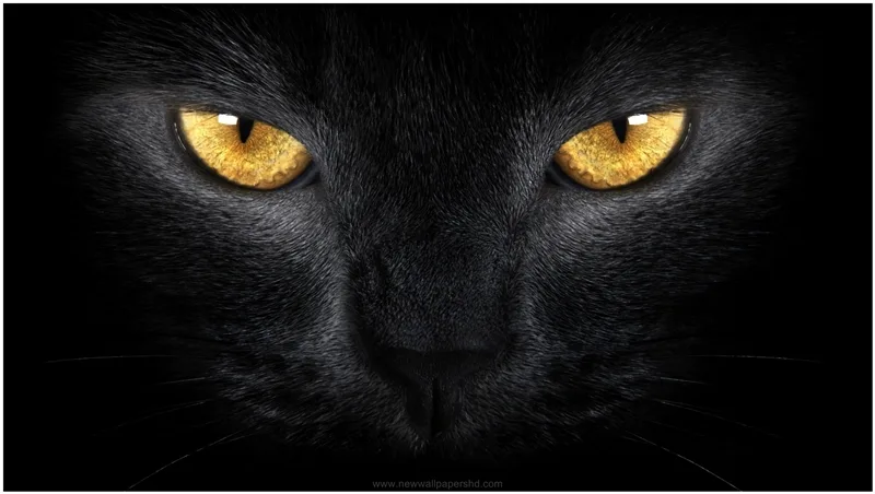 приснився чорний кіт