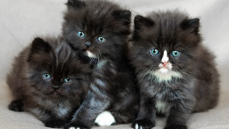 побачити кошенят у ві сні