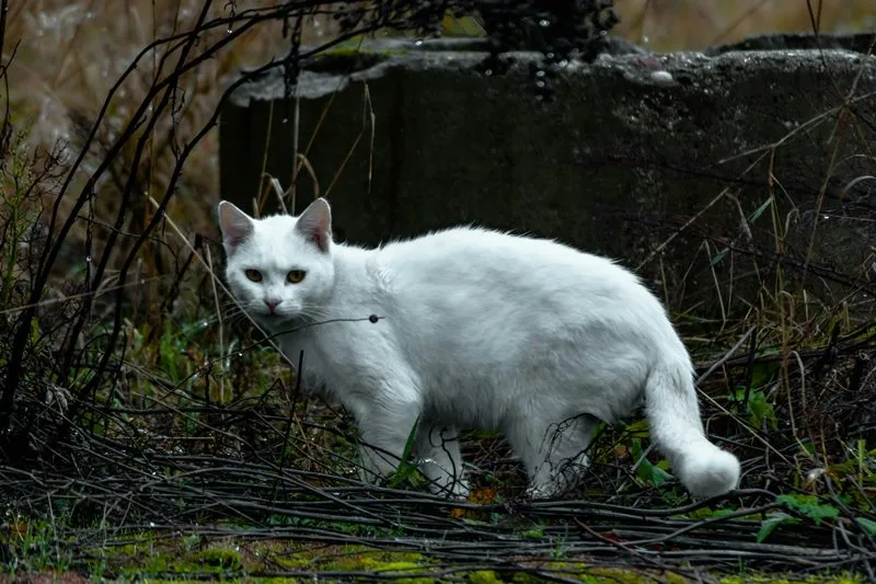 приснився бездомний кіт