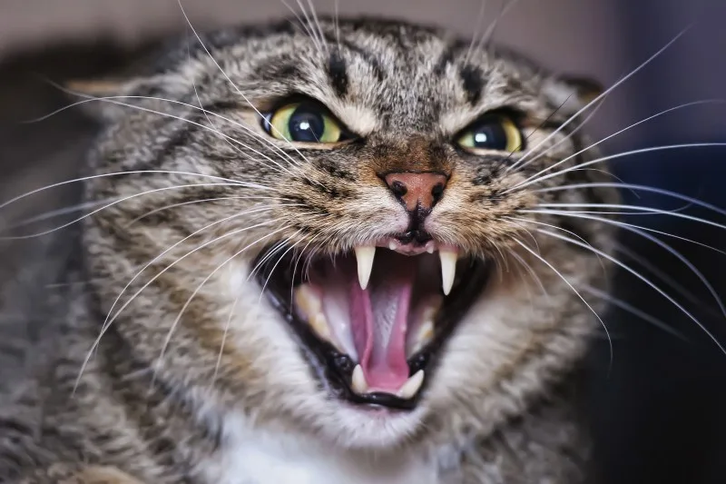 приснився агресивний кіт або кішка